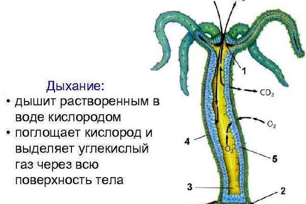 Кракен ссылка германия