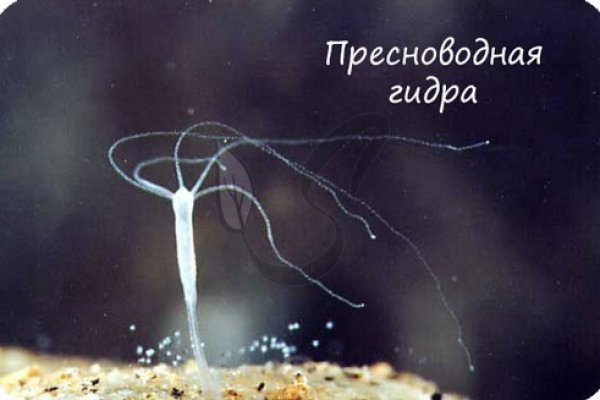 Кракен сайт закладок